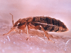 About Active Pest Management