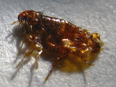 About Active Pest Management