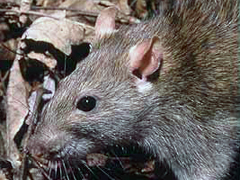 About Active Pest Management