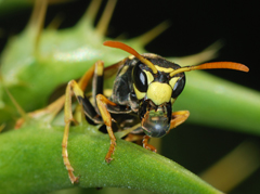About Active Pest Management